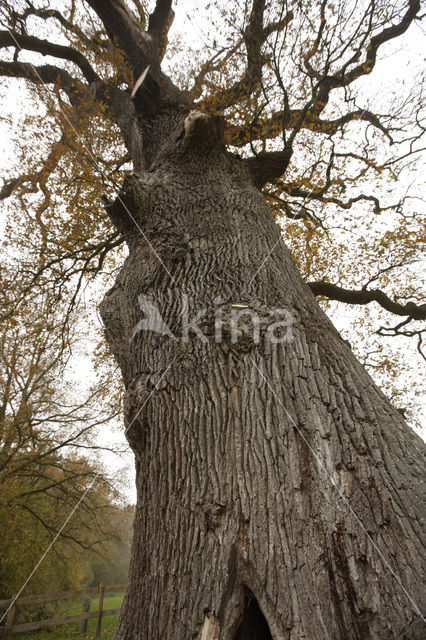 Oak (Quercus)