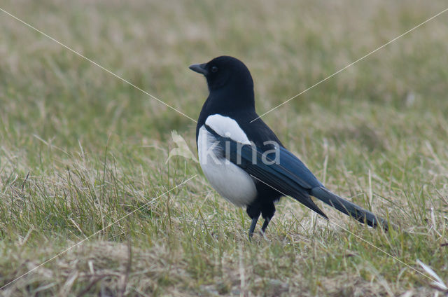 Black-billed Magpie (Pica pica)