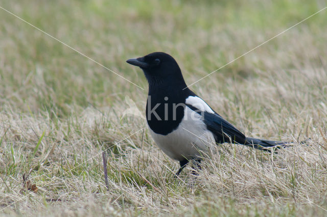 Black-billed Magpie (Pica pica)