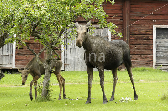 Elk (Alces alces)