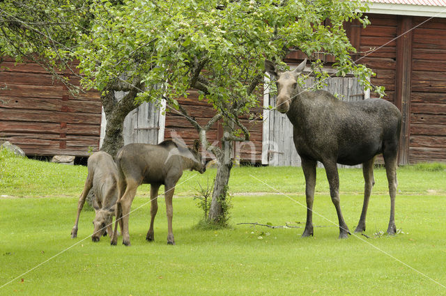 Elk (Alces alces)