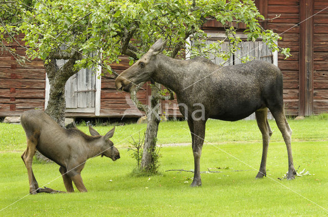 Elk (Alces alces)