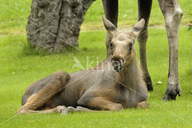 Eland (Alces alces)