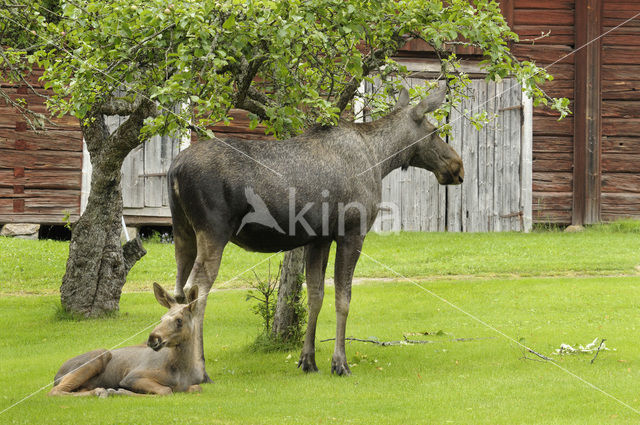 Eland (Alces alces)