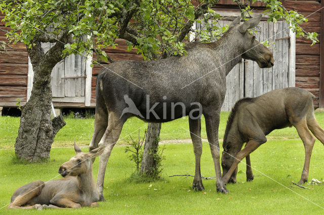 Eland (Alces alces)