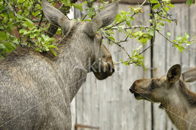 Elk (Alces alces)