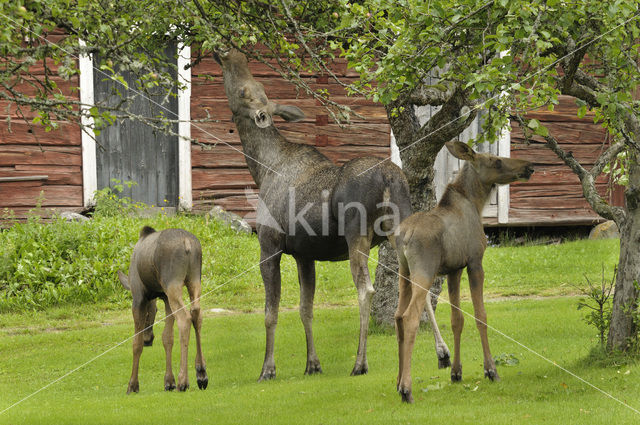 Elk (Alces alces)