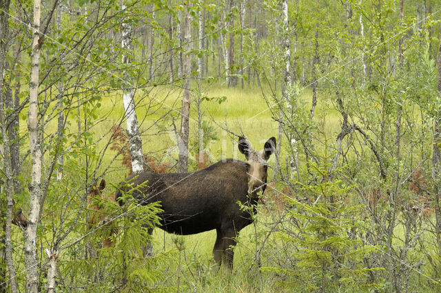Elk (Alces alces)