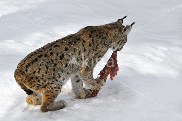 Eurasian Lynx (Lynx lynx)