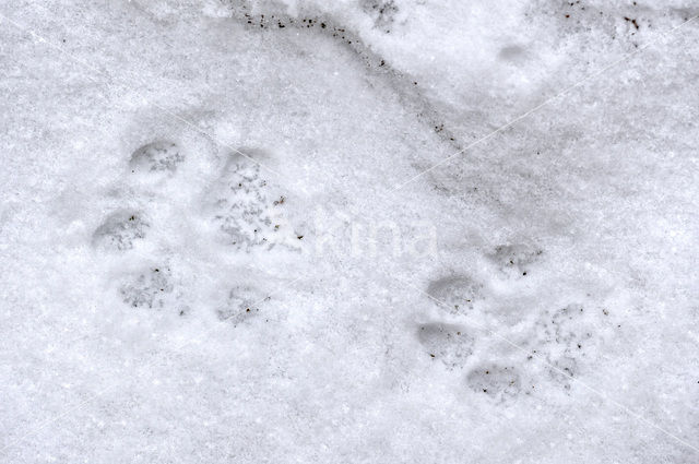 Eurasian Lynx (Lynx lynx)