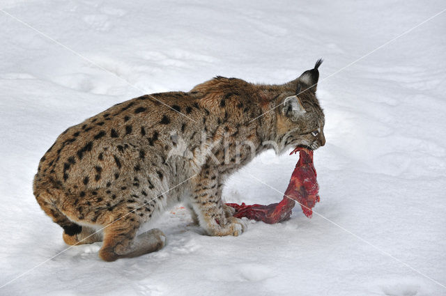 Euraziatische lynx (Lynx lynx)