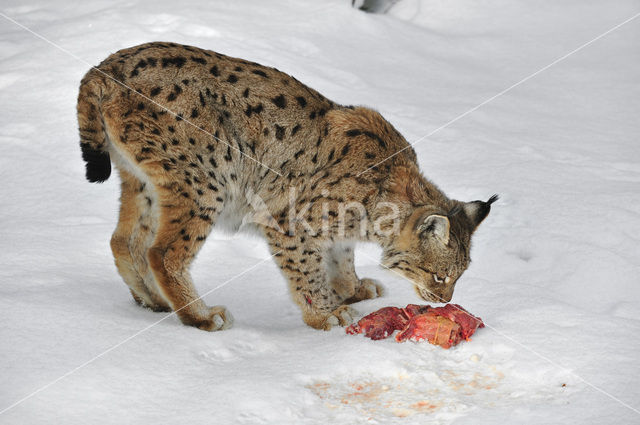 Euraziatische lynx (Lynx lynx)