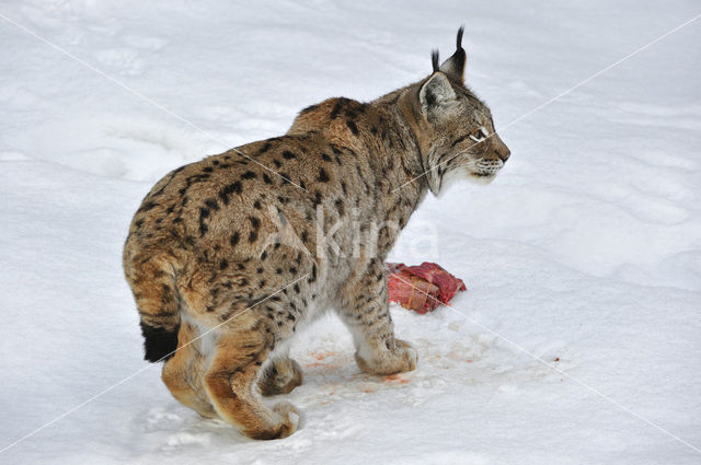 Euraziatische lynx (Lynx lynx)