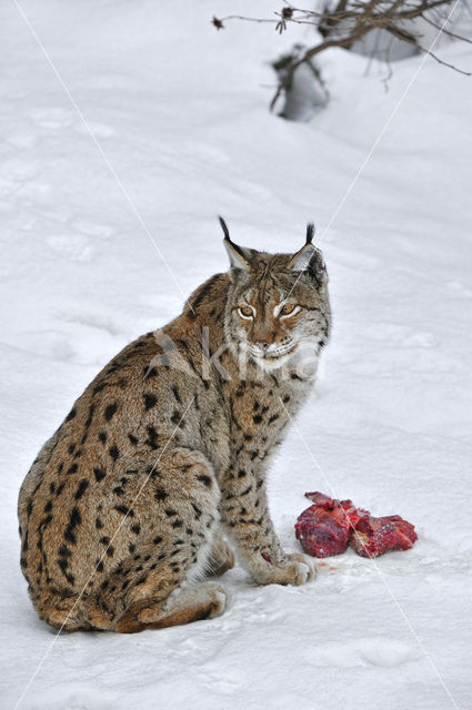 Eurasian Lynx (Lynx lynx)