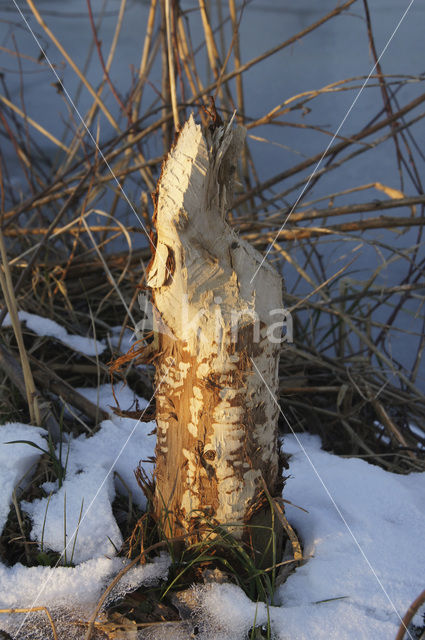 Europese bever (Castor fiber)