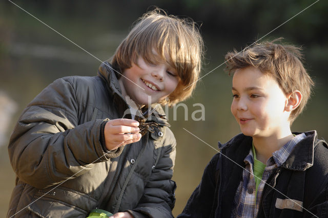 River Crayfish (Astacus astacus)