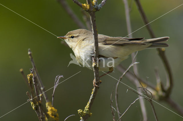 Willow Warbler (Phylloscopus trochilus)