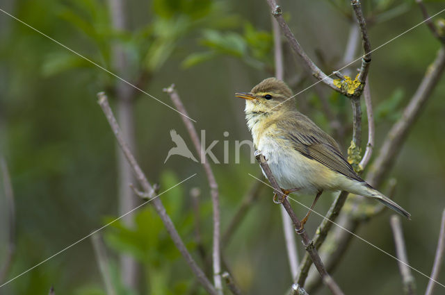 Willow Warbler (Phylloscopus trochilus)