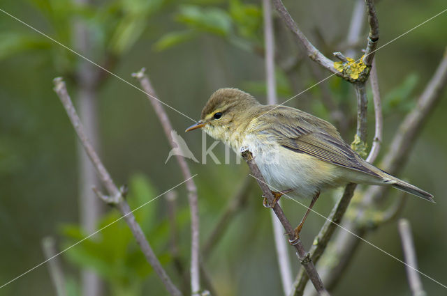 Willow Warbler (Phylloscopus trochilus)