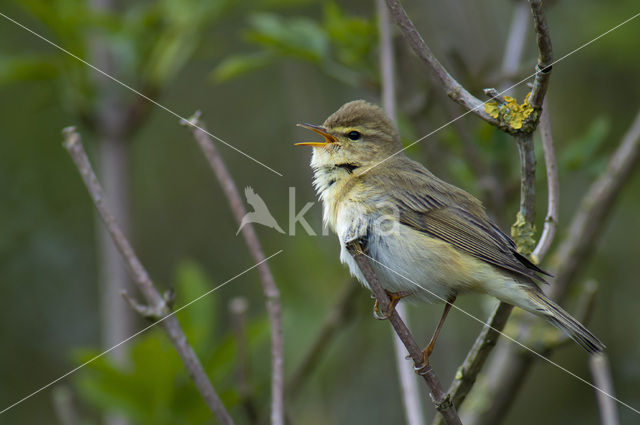 Willow Warbler (Phylloscopus trochilus)