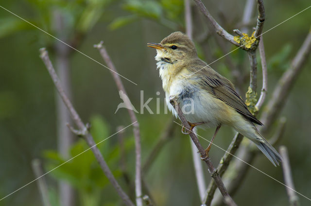 Willow Warbler (Phylloscopus trochilus)