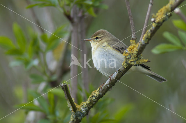 Willow Warbler (Phylloscopus trochilus)