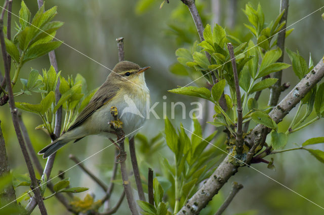 Willow Warbler (Phylloscopus trochilus)