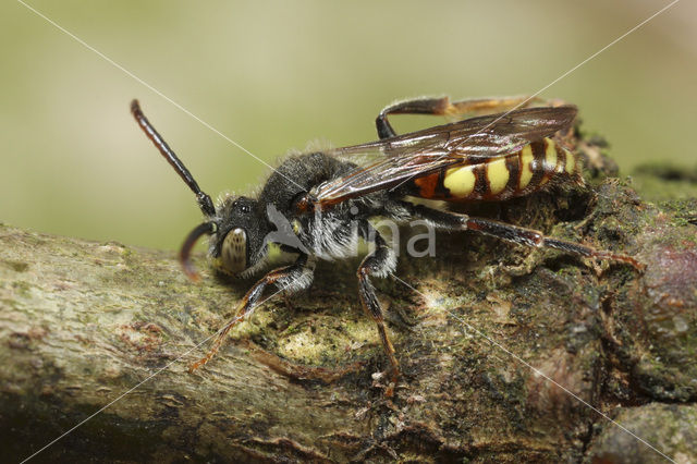 Geelschouderwespbij (Nomada ferruginata)