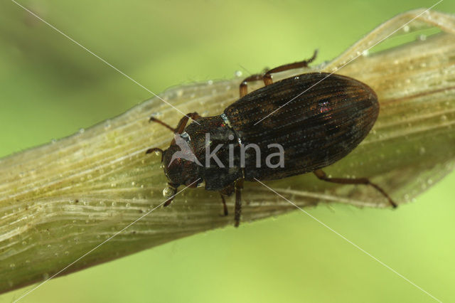 Geribde Watertor (Helophorus aquaticus)