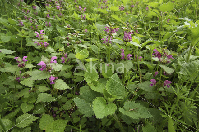 Gevlekte dovenetel (Lamium maculatum)