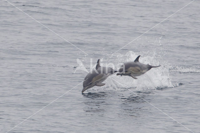 Gewone Dolfijn (Delphinus delphis)