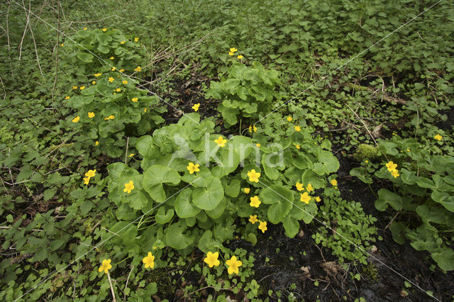 Gewone dotterbloem (Caltha palustris ssp. palustris)