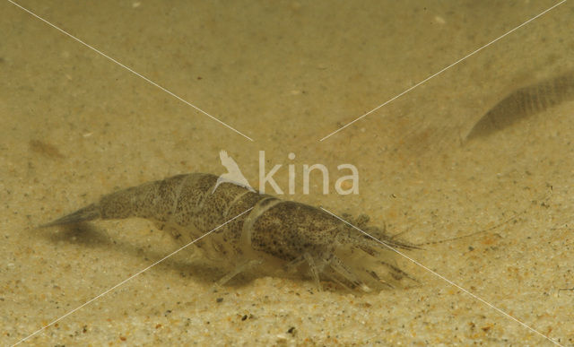 Common shrimp (Crangon crangon)