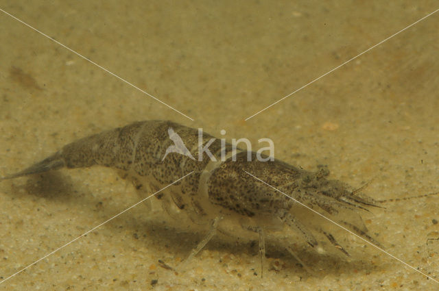 Common shrimp (Crangon crangon)