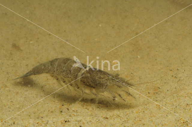 Common shrimp (Crangon crangon)