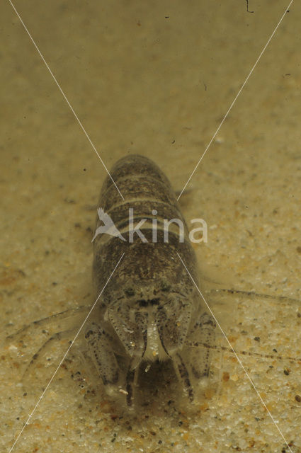 Common shrimp (Crangon crangon)