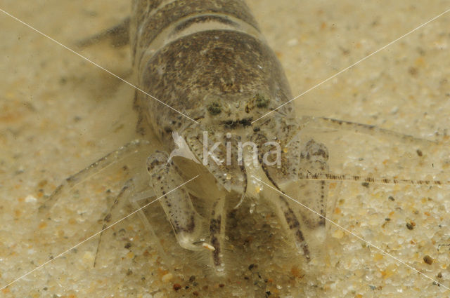 Common shrimp (Crangon crangon)