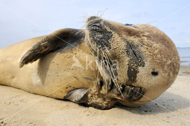 Gewone zeehond (Phoca vitulina)