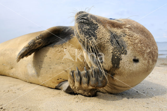 Gewone zeehond (Phoca vitulina)