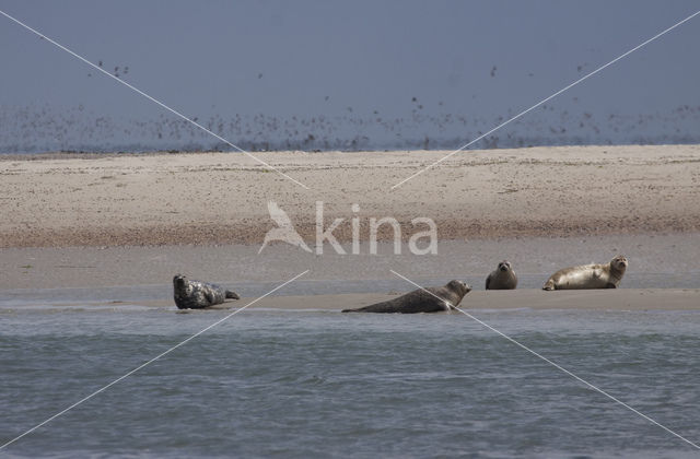 Common Seal (Phoca vitulina)