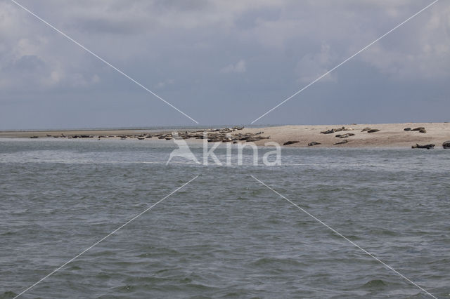 Gewone zeehond (Phoca vitulina)