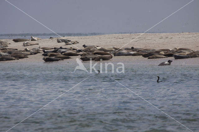 Gewone zeehond (Phoca vitulina)