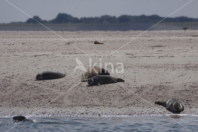 Gewone zeehond (Phoca vitulina)