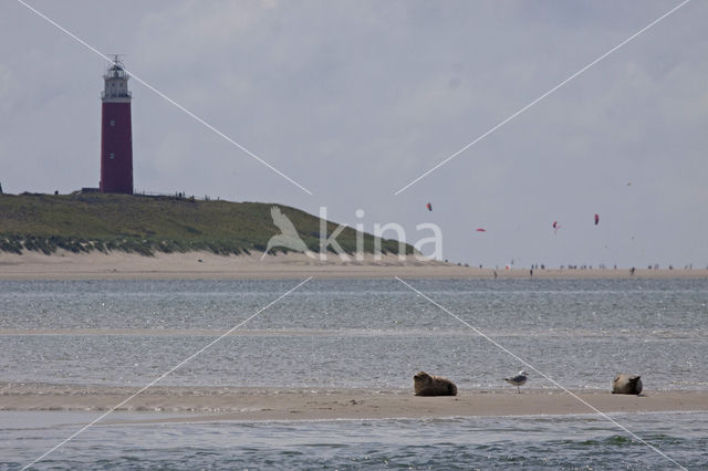 Common Seal (Phoca vitulina)