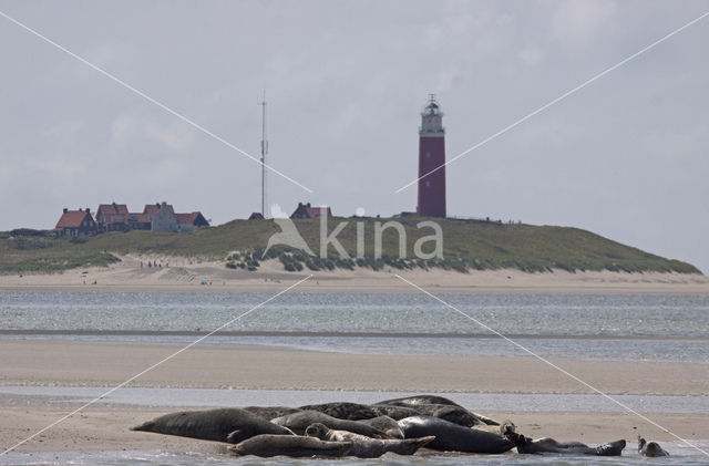 Gewone zeehond (Phoca vitulina)