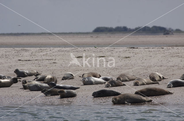 Gewone zeehond (Phoca vitulina)