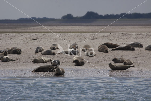 Gewone zeehond (Phoca vitulina)