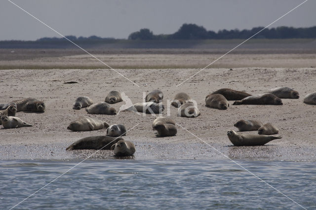 Gewone zeehond (Phoca vitulina)