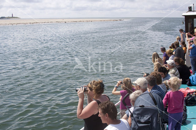 Gewone zeehond (Phoca vitulina)