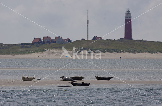 Common Seal (Phoca vitulina)